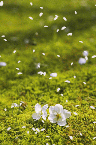 Goodmorning Happyday Nicegifs Springtime Gif By Goodmorning Happyday Nicegifs Springtime Gif By